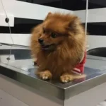 تصویر سوم بیمارستان حیوانات خانگی نیکان