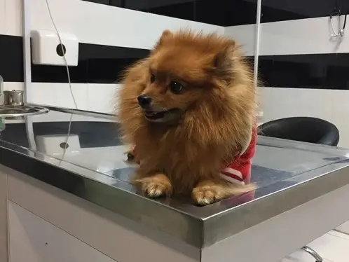 تصویر سوم بیمارستان حیوانات خانگی نیکان