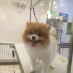 تصویر سوم بیمارستان دامپزشکی درین