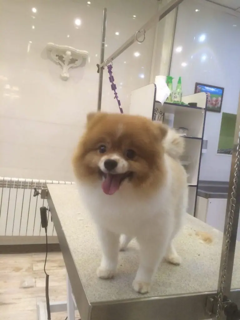 تصویر سوم بیمارستان دامپزشکی درین