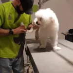 تصویر چهارم بیمارستان دامپزشکی درین