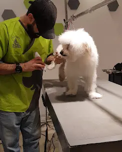 تصویر چهارم بیمارستان دامپزشکی درین