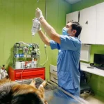 تصویر چهارم بیمارستان دامپزشکی مرکزی تهران