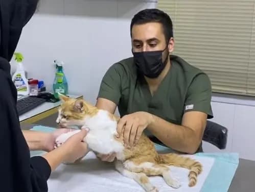 چهارمین تصویر بیمارستان دامپزشکی اورانوس