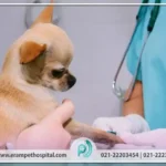 تصویر سوم بیمارستان دامپزشکی ارم