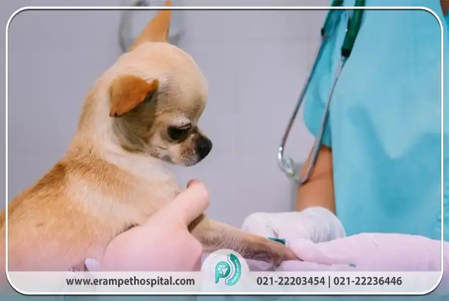 تصویر سوم بیمارستان دامپزشکی ارم