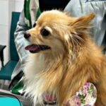 تصویر سوم بیمارستان دامپزشکی الیت