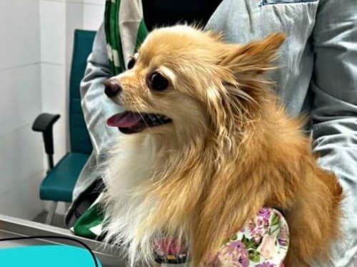 تصویر سوم بیمارستان دامپزشکی الیت