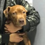 تصویر سوم بیمارستان دامپزشکی دانش