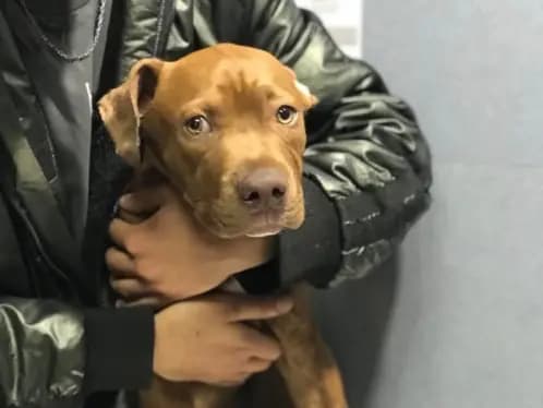 تصویر سوم بیمارستان دامپزشکی دانش