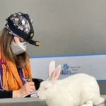 تصویر پنجم بیمارستان دامپزشکی درنیکا