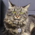 تصویر چهارم بیمارستان دامپزشکی ققنوس