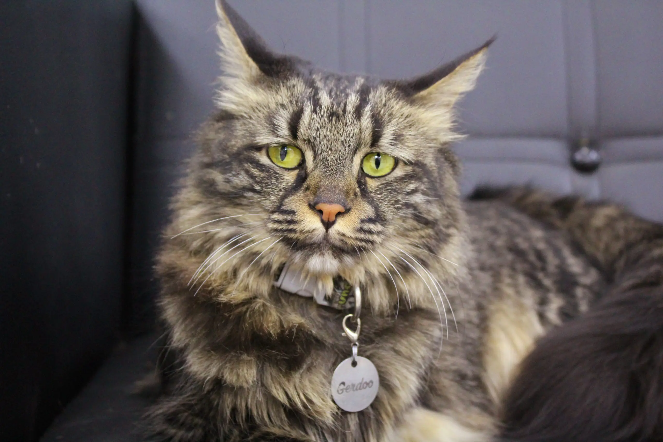 تصویر چهارم بیمارستان دامپزشکی ققنوس