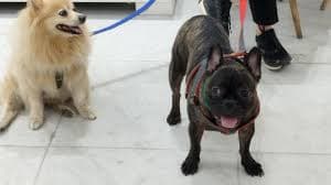 تصویر چهارم کلینیک دامپزشکی مورفین